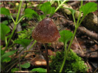 Helmlingsschimmel - Spinellus fusiger