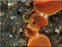 Pillenschneller - Pilobolus spec.