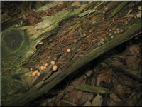 Blutmilchpilz - Lycogala epidendrum