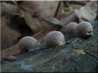 Blutmilchpilz - Lycogala epidendrum
