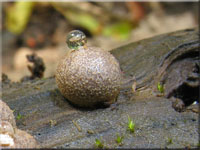 Blutmilchpilz - Lycogala epidendrum
