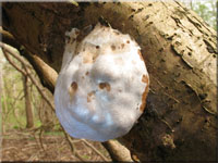 Stäublings-Schleimpilz - Reticularia lycoperdon