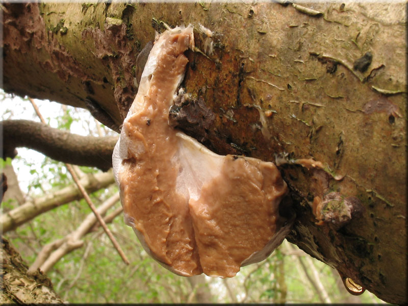 Stublings-Schleimpilz - Reticularia lycoperdon