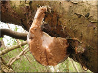 Stublings-Schleimpilz - Reticularia lycoperdon
