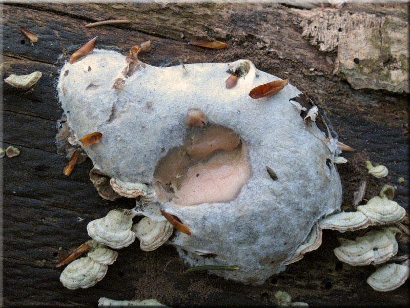 Stublings-Schleimpilz - Reticularia lycoperdon