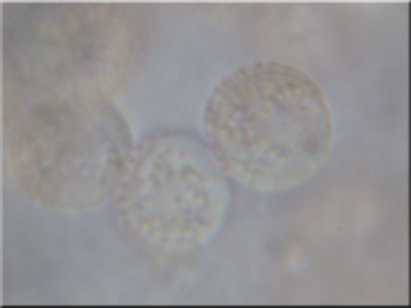 Stublings-Schleimpilz - Reticularia lycoperdon
